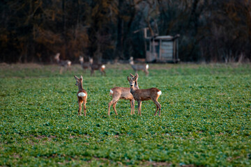 Roe deer grazing in a field.