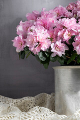 Blooming azalea in aluminum bucket, beautiful pink color flower, seasoning gardening concept
