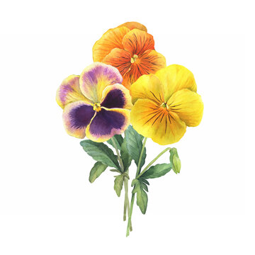 Bouquet with yellow, orange and violet pansy flowers (Viola tricolor, arvensis, heartsease, violet, kiss-me-quick). Hand drawn botanical watercolor painting illustration isolated on white background