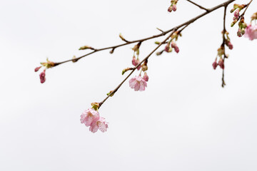 里山にほころぶ早咲きの桜