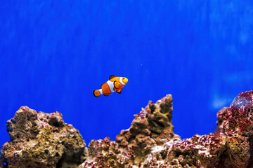 Fototapeta na wymiar Underwater shot of fish Amphiprion ocellaris