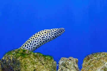 Underwater shot of Gymnothorax favagineus fish