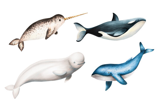 Watercolor narwhal with long tusk, blue whale, beluga and killer whale isolated on white background. Hand painting realistic Arctic and Antarctic ocean mammals. For designers, decoration, postcards