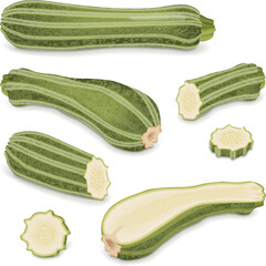 Set of Costata Romanesco squash or Ribbed Roman. Cocozzelle. Courgette or marrow. Summer squash. Cucurbita pepo. Fruits and vegetables. Vector illustration isolated on white background.
