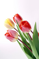 Fototapeta premium Bright and Beautiful Close-Up Red and Yellow Tulips. Generative AI