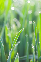Fototapeta na wymiar Fresh green grass with dew drops . Nature background. Abstract blurry background. 