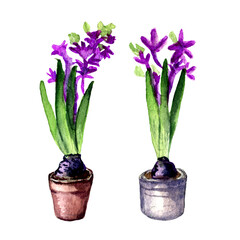 Blooming hyacinths in a pot. Watercolor illustration. Isolated on a white background. Drawn by hand.