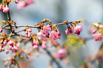 早咲きの河津桜