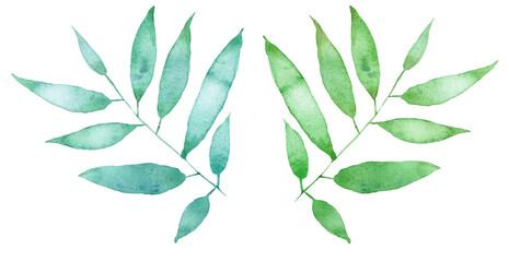 Watercolor branches with green leaves. Hand painted illustration isolated on white background.