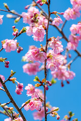 早咲きの河津桜