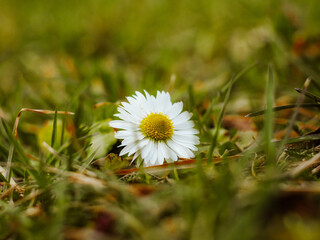Daisy, the first spring flowers in the yard and garden, meadow, garden, nature, flowers, summer meadow, flower meadow
