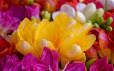 A bunch of bright fuchsia and yellow colored freesia flowers top view closeup.