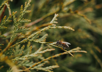 spring in nature, green thuja branches, evergreen trees, green background, bee on thuja branch, close-up of green leaves of thuja tree on dark background