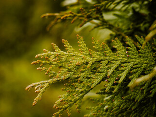 spring in nature, green branches of thuja, evergreen trees, green background, close-up of green leaves of thuja tree on dark background