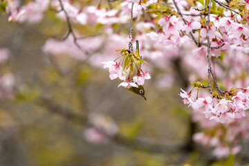 桜の花の蜜を吸いに来たメジロ