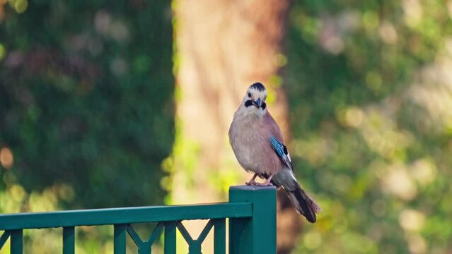 Eurasian jay (Garrulus glandarius) Makes characteristic sounds and flying off