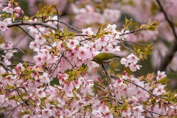 桜の花の蜜を吸いに来たメジロ