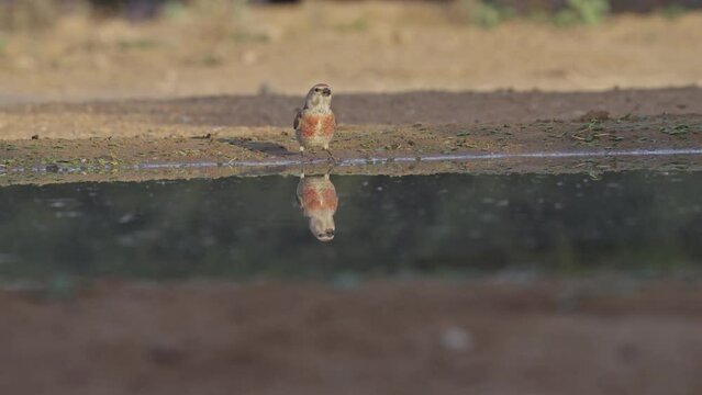 Male Common Linnet (Linaria cannabina) drinking from a puddle of water in the desert