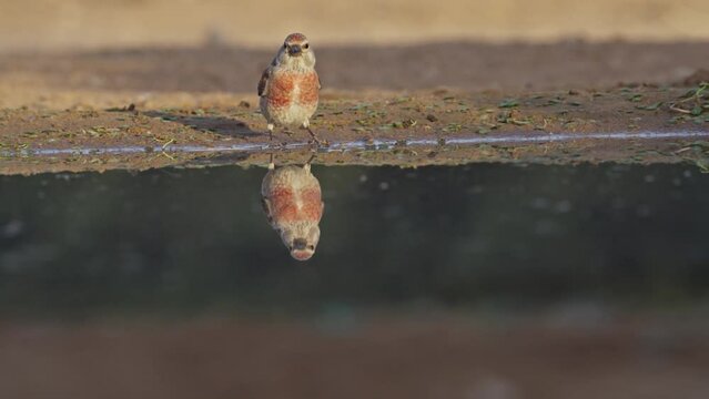 Male Common Linnet (Linaria cannabina) drinking from a puddle of water in the desert