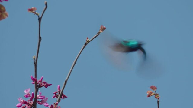 Male Palestine Sunbird (Cinnyris osea) Orange-tufted Sunbird on Judas-tree