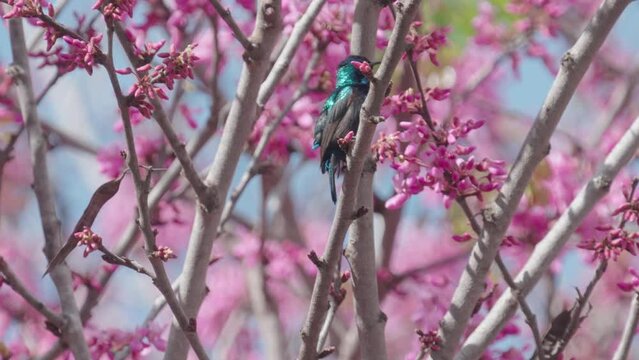 Male Palestine Sunbird (Cinnyris osea) Orange-tufted Sunbird on Judas-tree
