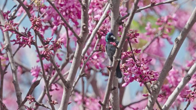 Male Palestine Sunbird (Cinnyris osea) Orange-tufted Sunbird on Judas-tree