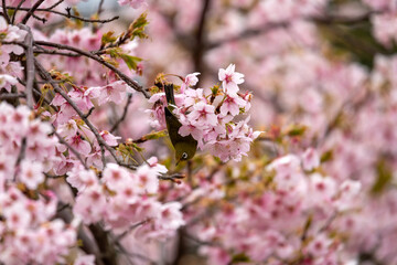 桜の花の蜜を吸いに来たメジロ