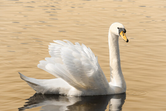 A majestic swan is swimming on lake, three colors