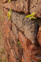Old brick wall texture background with green leaves