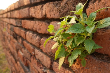 Old brick wall texture background with green leaves