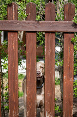 dog in cage