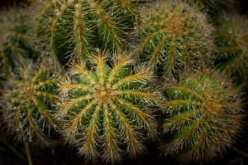Prickly cactus close up background image