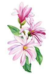 Bouquet of flowers magnolia, watercolor botanical illustration, flora design, isolated white background