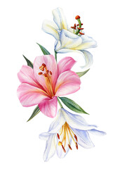 Bouquet of flowers lilies, watercolor botanical illustration, lily flower on isolated white background