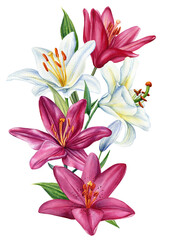 Fototapeta na wymiar Flowers watercolor illustration, lily flower on isolated white background