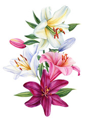 Bouquet of flowers lilies, watercolor botanical illustration, floral elements. lily flower on isolated white background