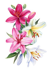 composition of flowers lilies, watercolor botanical illustration, floral elements. lily flower on isolated background