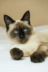 Portrait of a Siamese blue-eyed cat lying on a white blanket.