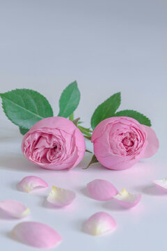 Two pink roses on a light background.
