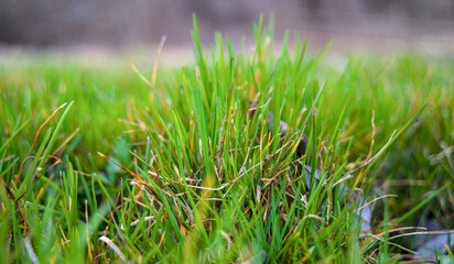 Image of young green grass on the meadow