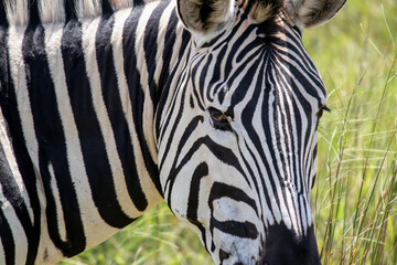 Zebra in her natural habitat in Imire Rhino and Wildlife Conservancy, Zimbabwe, Africa