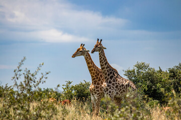 Couple of Giraffes in animal mating game in savannah, in Imire Rhino & Wildlife Conservancy National park, Zimbabwe