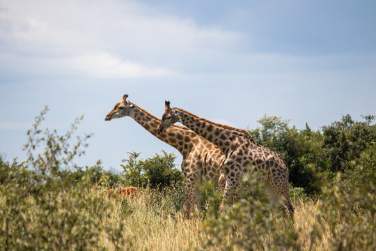 Couple of Giraffes in animal mating game in savannah, in Imire Rhino & Wildlife Conservancy National park, Zimbabwe