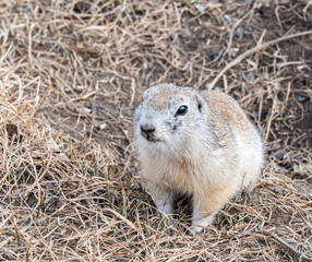 Naklejka na ściany i meble Gopher on a lawn is looking at the camera. Waking up rodent after season hibernation. Close-up portrait of a rodent.