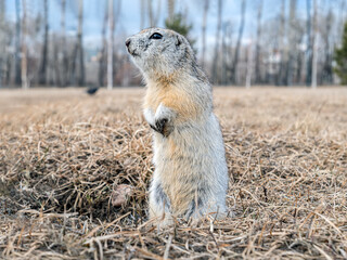 Gopher is leaned out of its hole on a lawn and looking at the camera. Waking up rodent after season hibernation. Close-up portrait of a rodent.