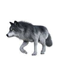 Gray Wolf in PNG, Book cover design image,3d rendering - 585735750