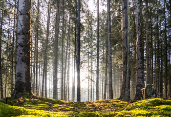 Sun rays in the forest
