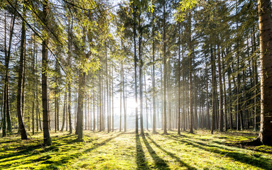 Sun rays in the forest