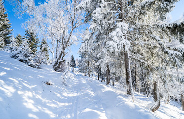 Winter forest in Seefeld, Austria
