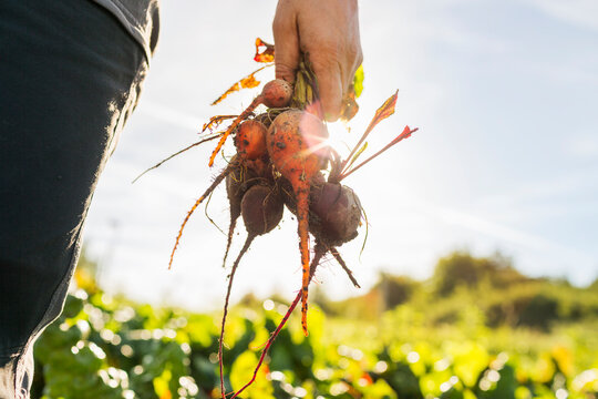 Close-up of woman holding beetroots - Powered by Adobe